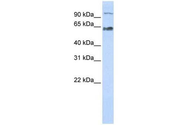 MAU2/KIAA0892 抗体  (Middle Region)