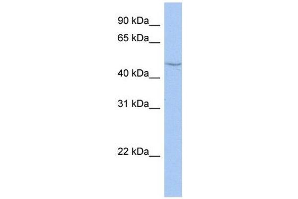 CYP27C1 antibody  (Middle Region)