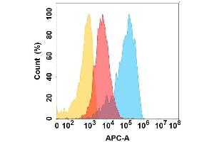 CD164 protein is highly expressed on the surface of Expi293 cell membrane. (CD164 antibody)