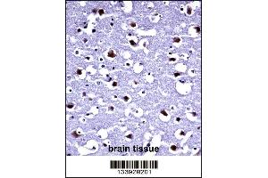 TARBP2 Antibody immunohistochemistry analysis in formalin fixed and paraffin embedded human brain tissue followed by peroxidase conjugation of the secondary antibody and DAB staining. (TARBP2 antibody  (N-Term))