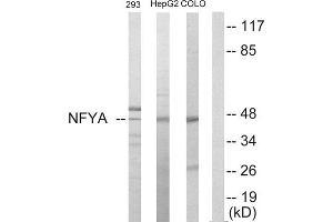 Western blot analysis of extracts from 293 cells, HepG2 cells and COLO205 cells, using NFYA antibody. (NFYA antibody  (C-Term))