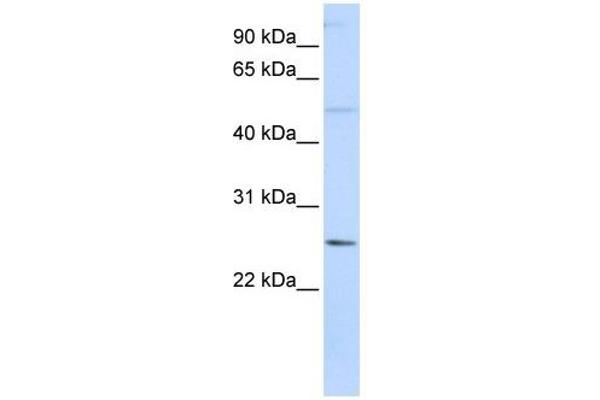 FTHL17 antibody  (N-Term)