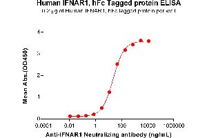 ELISA plate pre-coated by 2 μg/mL (100 μL/well) Human IF Protein, hFc Tag (ABIN7455503, ABIN7491020 and ABIN7491022) can bind Anti-IF Neutralizing antibody ABIN7478013 and ABIN7490965 in a linear range of 0. (IFNAR1 Protein (AA 28-436) (Fc Tag))