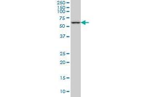 PLK1 monoclonal antibody (M04), clone 4G11 Western Blot analysis of PLK1 expression in Hela S3 NE . (PLK1 antibody  (AA 1-603))