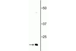 Western blot of rat brain lysate showing specific immunolabeling of the ~ 16 kDa synaptobrevin protein. (VAMP 1,2 antibody)