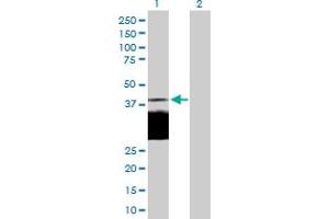 Western Blot analysis of DLK1 expression in transfected 293T cell line by DLK1 MaxPab polyclonal antibody. (DLK1 antibody  (AA 1-383))