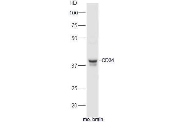 CD34 antibody  (AA 301-385)