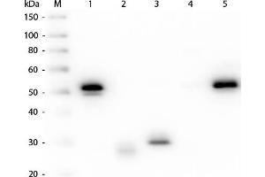 Western Blot of Anti-Rabbit IgG (H&L) (MOUSE) Antibody (Min X Hu, Gt, Ms Serum Proteins) . (Mouse anti-Rabbit IgG (Heavy & Light Chain) Antibody (TRITC) - Preadsorbed)