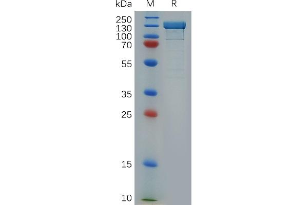 ITGB1 Protein (AA 21-728) (Fc Tag)