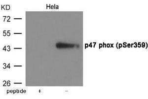 Western blot analysis of extracts from Hela cells using p47 phox (Phospho-Ser359) Antibody. (NCF1 antibody  (pSer359))