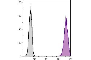 DBA/2 mouse mastocytoma cell line P815 and mB7. (CD86 antibody  (PE))