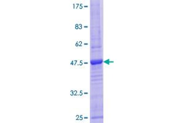 CD3D Protein (AA 1-171) (GST tag)