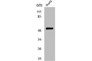 Western Blot analysis of HepG2 cells using Cytokeratin 7 Polyclonal Antibody (Cytokeratin 7 antibody  (C-Term))