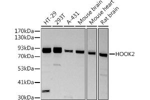 Western blot analysis of extracts of various cell lines, using (ABIN7267780) at 1:500 dilution. (HOOK2 antibody)