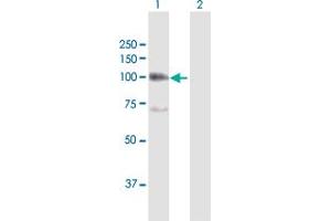 Western Blot analysis of ITGB6 expression in transfected 293T cell line by ITGB6 MaxPab polyclonal antibody. (ITGB6 antibody  (AA 1-788))