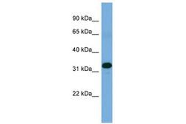 ZNF511 antibody  (AA 179-228)