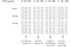 Image no. 4 for Epidermal Growth Factor Receptor (EGFR) ELISA Kit (ABIN1981829)