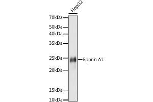 Western blot analysis of extracts of HepG2 cells, using Ephrin  antibody (ABIN7266976) at 1:1000 dilution. (Ephrin A1 antibody)