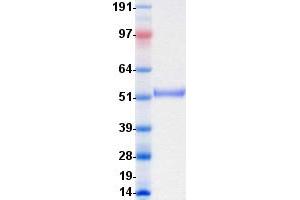 Validation with Western Blot (ROR2 Protein (DYKDDDDK-His Tag))