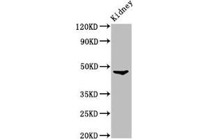 Western Blot Positive WB detected in: Rat kidney tissue All lanes: FOXD3 antibody at 3. (FOXD3 antibody  (AA 1-140))