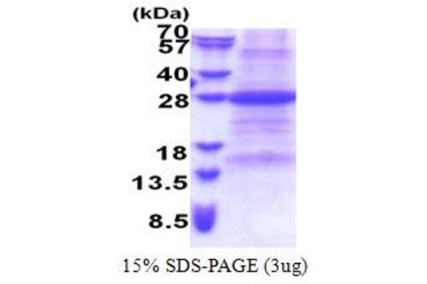 FAIM Protein (AA 1-213) (His tag)