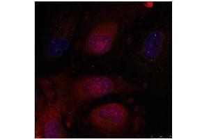 Image no. 4 for anti-Jun D Proto-Oncogene (JUND) (Ser255) antibody (ABIN197142) (JunD antibody  (Ser255))