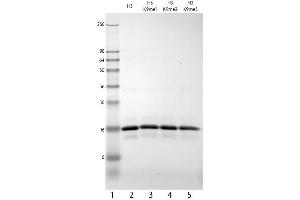 Western Blotting (WB) image for Histone 3 (H3) (H3K9me3) protein (ABIN2669502) (Histone 3 Protein (H3) (H3K9me3))