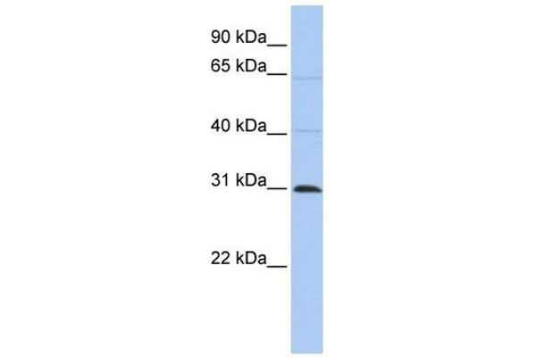 METTL11B antibody  (C-Term)