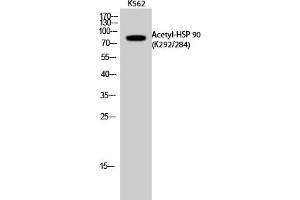 Western Blot analysis of K562 cells using Acetyl-HSP 90 (K292/284) Polyclonal Antibody. (HSP90 antibody  (acLys284, acLys292))