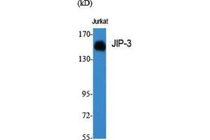 Western Blot (WB) analysis of specific cells using JIP-3 Polyclonal Antibody. (JIP3 antibody  (Internal Region))