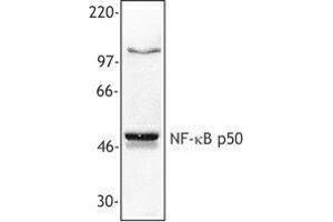 Western Blotting (WB) image for anti-Nuclear Factor kappa B p50 (NFkB p50) antibody (ABIN2666083) (Nuclear Factor kappa B p50 (NFkB p50) antibody)