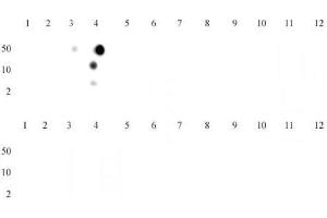 Dot Blot (DB) image for anti-Histone 3 (H3) (H3K4me3) antibody (ABIN2668472)