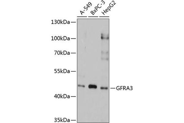 GFRA3 antibody  (AA 32-240)