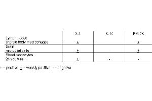 Table 1. (Macrophages antibody)