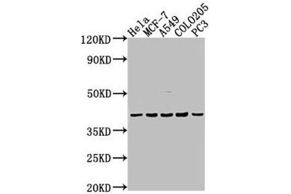EDG4 antibody  (AA 8-27)