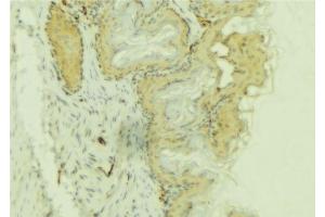 ABIN6274083 at 1/100 staining Mouse colon tissue by IHC-P. (PDLIM1 antibody  (Internal Region))