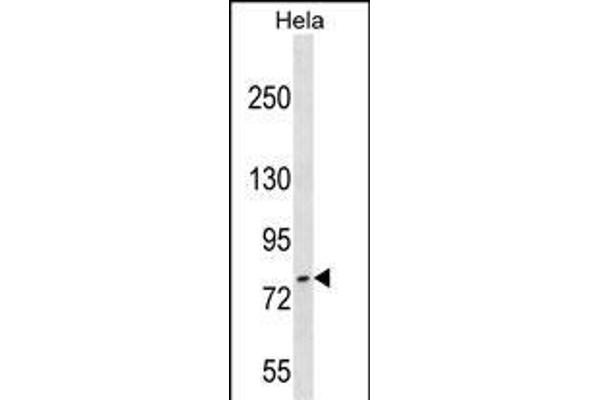 FASTKD3 antibody  (C-Term)