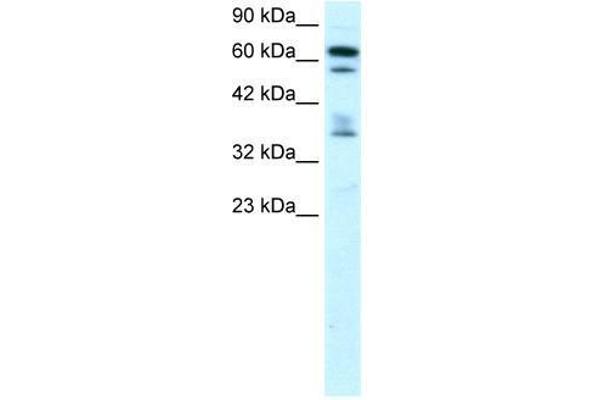 ZNF512 antibody  (Middle Region)