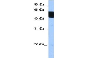 WB Suggested Anti-RXRB Antibody Titration:  0. (Retinoid X Receptor beta antibody  (N-Term))