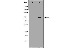 Western blot analysis of extracts of mouse liver tissue using MTM1 Antibody. (MTM1 antibody  (C-Term))
