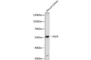 Western blot analysis of extracts of Mouse kidney using FGF9 Polyclonal Antibody at dilution of 1:1000. (FGF9 antibody)