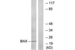 Western Blotting (WB) image for anti-BCL2-Associated X Protein (BAX) (AA 133-182) antibody (ABIN2888759) (BAX antibody  (AA 133-182))