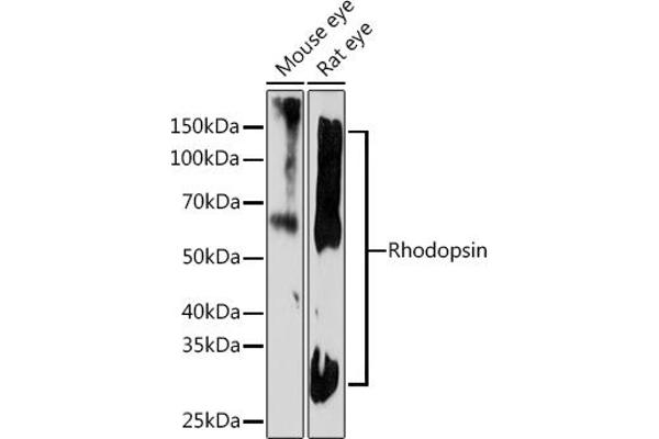 Rho-related GTP-binding protein 抗体