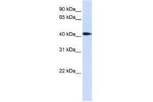 STK17A antibody (70R-10450) used at 0. (STK17A antibody  (C-Term))