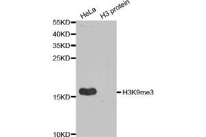 Western Blotting (WB) image for anti-Histone 3 (H3) (H3K9me) antibody (ABIN1872999) (Histone 3 antibody  (H3K9me))