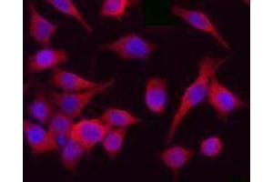Immunofluorescence (IF) image for anti-Cyclin-Dependent Kinase 1 (CDK1) antibody (ABIN2666269) (CDK1 antibody)