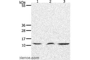Western blot analysis of Mouse lung and thymus tissue, human fetal muscle tissue, using CCL17 Polyclonal Antibody at dilution of 1:1300 (CCL17 antibody)