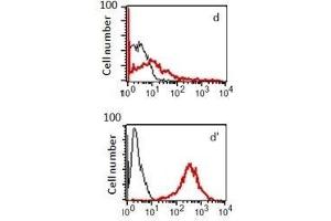 Flow Cytometry (FACS) image for anti-Sphingosine-1-Phosphate Receptor 1 (S1PR1) antibody (ABIN2476566) (S1PR1 antibody)