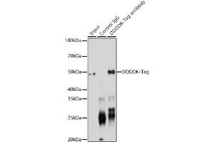 Immunoprecipitation analysis of 200 μg extracts of 293T transfected with GSK3B-Flag Protein using 3 μg DDDDK-Tag antibody (ABIN1512924 and ABIN5663537). (DYKDDDDK Tag antibody)