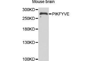 Western blot analysis of extracts of mouse brain, using PIKFYVE antibody (ABIN5974035) at 1/1000 dilution. (PIKFYVE antibody)